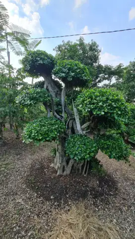 Jual Bonsai Dolar, Bonsai Serut, Bonsai Randu Variegata dan Pohon Pule