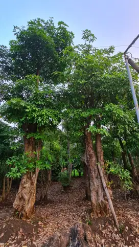 Jual Pohon Pule dan Bonsai Taman , Tukang Taman