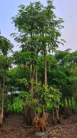 Jual Pohon Pule, Kamboja Fosil dan Bonsai Taman