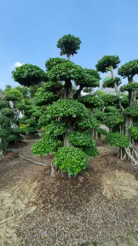 Jual Bonsai Taman dan Pohon Pule untuk Taman, Tukang Taman