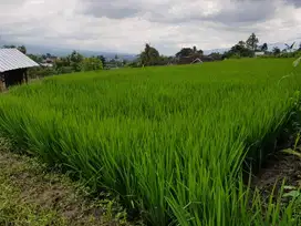 Tanah Sawah Dekat UIN Batu