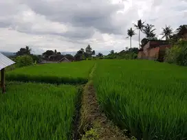 Tanah Sawah Dekat UIN Batu