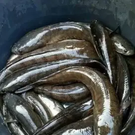 Jual ikan gabus 1 kg