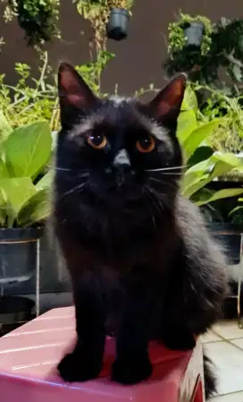 Kucing Jantan Hitam Himalaya