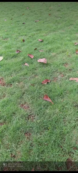 Juwal rumput taman