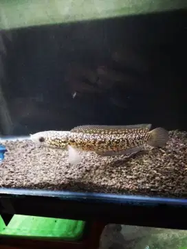channa asiatica RSP kalimaya