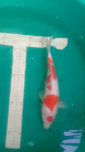 Ikan koi Kohaku Maruten 35cm HQ