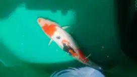 Ikan koi Showa Doitsu 31cm