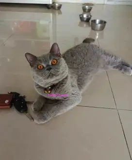 Kucing British Shorthair BSH Betina 22 bulan Proven 2x Ped ICA