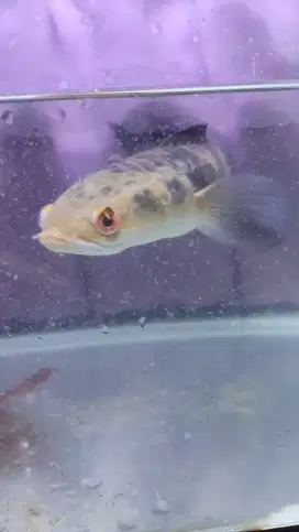 Ikan chana maru yellow sentarum 25-30cm