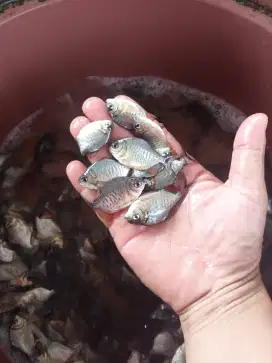 Jual ikan bawal