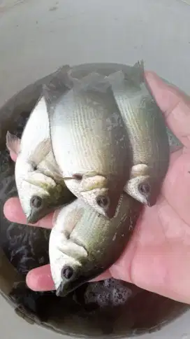 ikan tamak tamakang