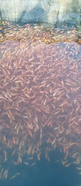 Ikan nila merah