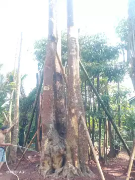 Jual pohon pule murah