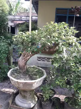 Borongan  bonsai dan taman beringin dolar