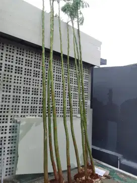 Jual pohon pakis brazil/pohon solobium