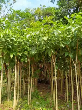 Jual murah pohon tabebuya rosea tinggi 3-4meter