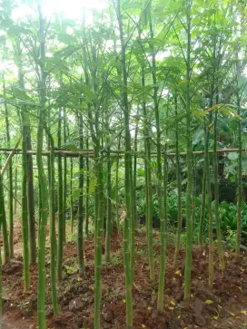 Jual murah pohon pakis brazil