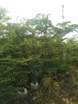 Jual murah pohon Ketapang kencana tinggi 3-4meter