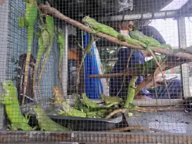 Jual iguana disawangan,depok