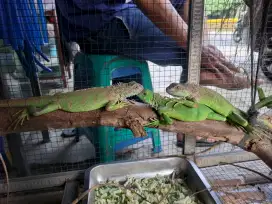 GREEN iguana columbia