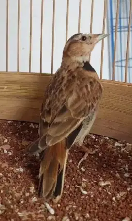 MONGOLIAN LARK JANTAN SUDAH RAJIN BUNYI MULUS BODY BIG WARNA BAGUS