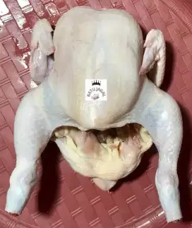 Ayam potong daging fresh segar ( langsung dari peternakan sendiri )