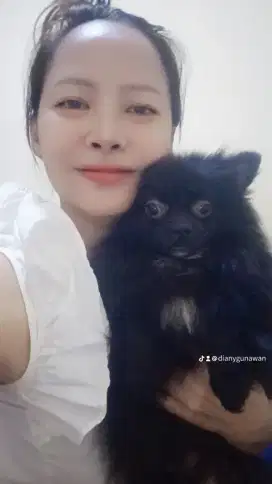 Anjing mini pomeranian