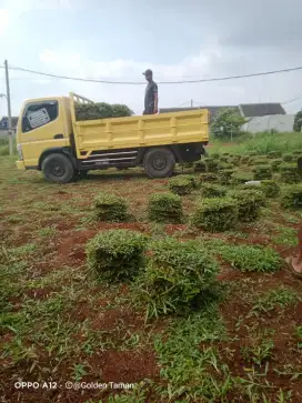 Rumput gajah biasa