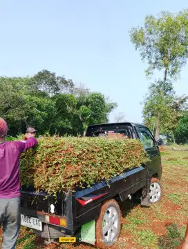 Rumput gajah paitan / gajah/biasa