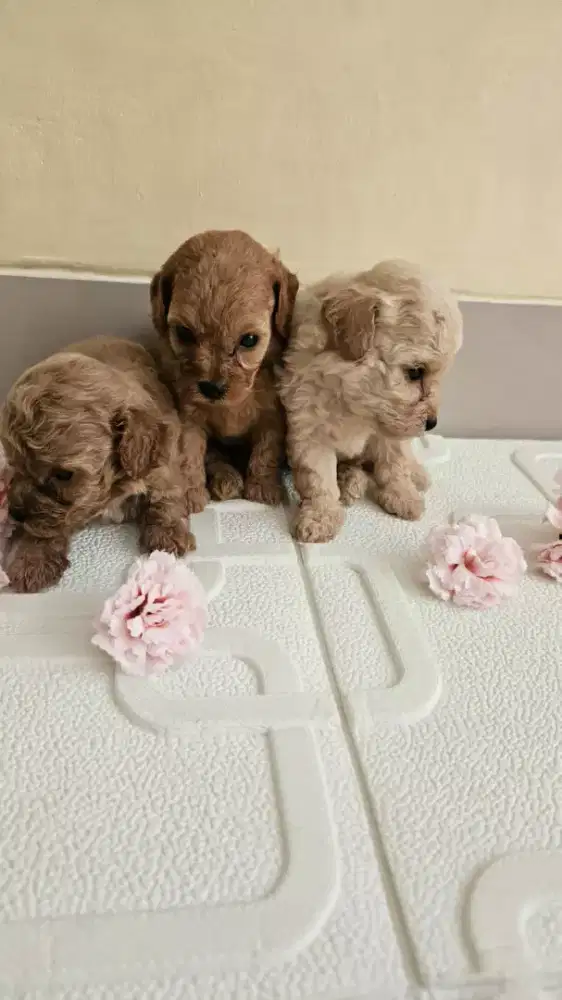 ANJING POODLE TOY BETINA STANBUM VAKSIN