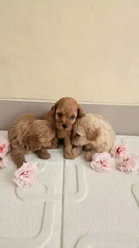 MURAH ANJING POODLE TOY STAM VAKS NEGO