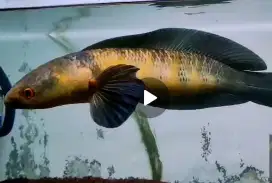 Ikan chana cana Maru panjang 50 cm Jumbo, 590 ribu