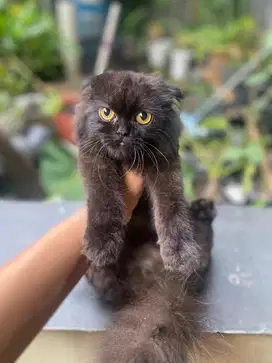 Kucing scottish fold