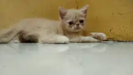 Kucing Persia Peaknose Krem Shorthair jantan