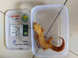 Gecko indukan Jantan dan Betina