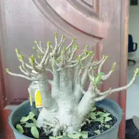 Adenium Arabicum Black RCN