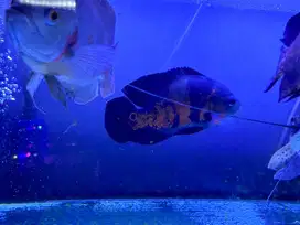 ikan Oscar Batik Omnivora Hias Airtawar (Rare) ukuran besar