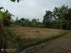 Sawah SHM di jalur Cisaat