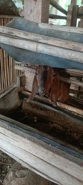 Paket hemat kambing aqiqah