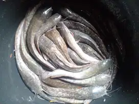 IKAN LELE KONSUMSI MURAH