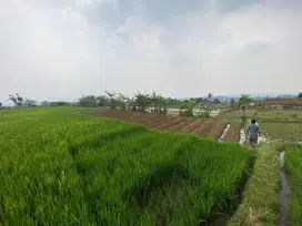 DIjual Sawah di Caringin BOGOR