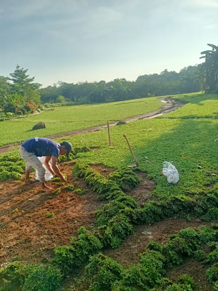 Jual Rumput Gajah Mini Ps Minggu