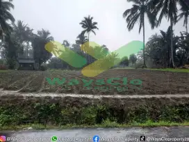 DIJUAL CEPAT TANAH CANTIK DAN MENARIK DI TOMOHON, HARGA SANGAT MURAH