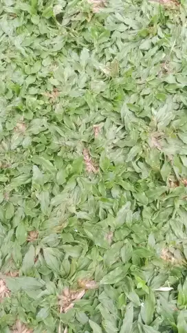 Rumput gajah mini