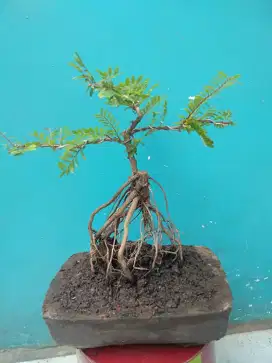 Pohon bonsai cendrawasih