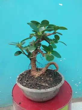 Pohon bonsai beringin mangkok