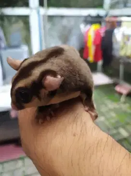 Sugar Glider Classic Grey Jantan (COD Jabodetabek)