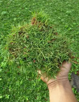 Rumput jepang rumput taman