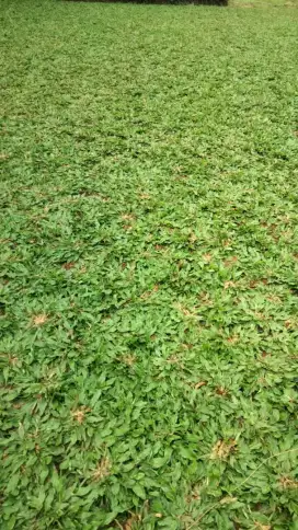Jual rumput gajah mini rumput taman
